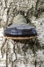 Tinder fungus (Fomes fomentarius) on a birch (Betula pendula), Emsland, Lower Saxony, Germany,