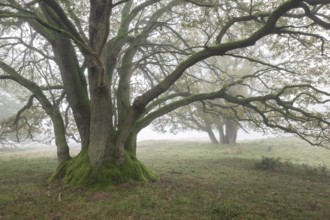 English oaks (Quercus robur) in fog, Emsland, Lower Saxony, Germany, Europe