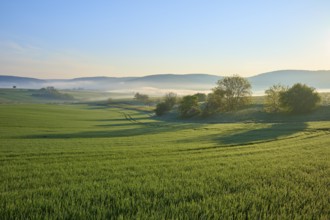 Morning landscape with meadows and trees in the fog, sunrise behind hills, Mönchberg, Miltenberg,