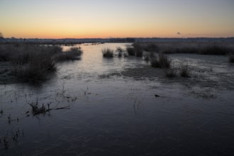 Blänke on a wet meadow, at frost, sunrise, morning, NSG Dingdener Heide, North Rhine-Westphalia,