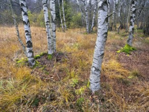 Moor Birch tree stems, (Betuls pubescens) with surounding autumn colour, in the Rhön UNESCO