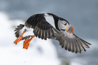 Puffin (Fratercula arctica) in flight, Hornoya Island, Hornøya, Vardø, Varanger Peninsula, Troms og