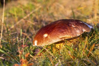 Porcini mushroom (Boletus) on the forest floor