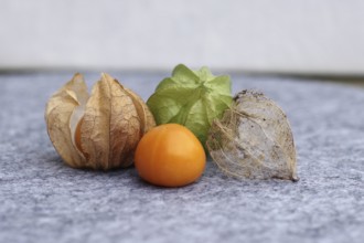 Bladder cherry (phyalis), husk, calyx, cape gooseberry, fruit, ripening period, The fruit of the