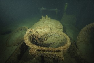 Rusted ship metal, with shells, quagga triangle mussel (Dreissena rostriformis bugensis), invasive