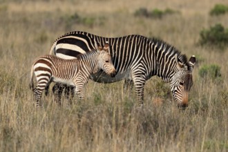 Cape Mountain Zebra (Equus zebra zebra), adult, juvenile, mother with juvenile, female, feeding,