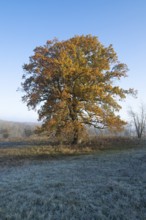 English oak (Quercus robur), solitary tree in a meadow, in autumn with yellow discoloured leaves,