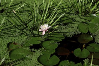 Water lily, September, Germany, Europe