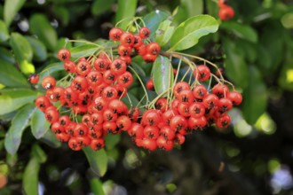 Scarlet firethorn (Pyracantha coccinea), fruits, leaves, shrub, Germany, Europe