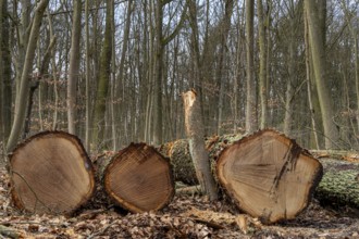 Detailed photo, forestry and clearing in the forest, Berlin, Germany, Europe