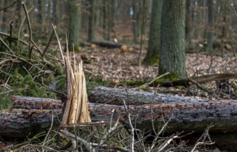 Detailed photo, forestry and clearing in the forest, Berlin, Germany, Europe