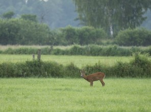 European roe deer (Capreolus capreolus), roebuck standing in a meadow, wildlife, Lower Saxony,