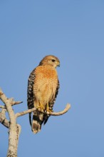 Red-shouldered Hawk (Buteo lineatus), Everglades National Park, Florida, USA, North America