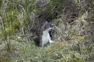 Stoat, ermine, short-tailed weasel (Mustela erminea) in summer coat leaving burrow