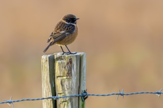 European stonechat (Saxicola rubicola) male perched on fence post along meadow, pasture