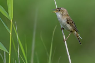 Sedge warbler (Acrocephalus schoenobaenus, Motacilla schoenobaenus) calling from reed stem in