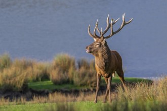 Majestic red deer (Cervus elaphus) stag with big antlers standing in grassland on lake shore during