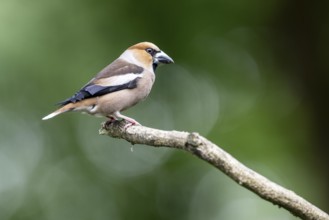 Hawfinch (Coccothraustes coccothraustes), Emsland, Lower Saxony, Germany, Europe