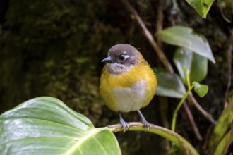 Finch Bush Tanager (Chlorospingus ophthalmicus), adult, sitting on a leaf, Monteverde Cloud Forest,