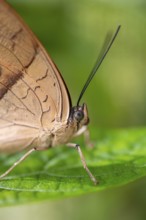 Morpho helenor, blue morpho butterfly sitting on a leaf, Alajuela province, Costa Rica, Central