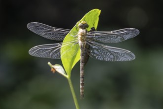 Southern Hawker (Aeshna cyanea) with exuviae, Emsland, Lower Saxony, Germany, Europe