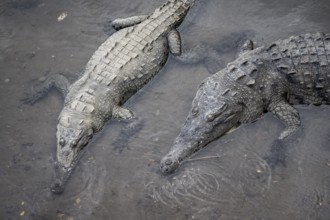 American crocodile (Crocodylus acutus) swimming in the water, from above, Rio Tarcoles, Carara