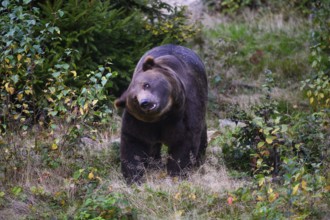 Brown bear (Ursus arctos) shaking its head, captive, Neuschönau enclosure, Bavarian Forest National