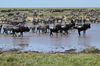 Blue Wildebeests (Connochaetes taurinus) and zebras (Equus burchelli) by the pond, Serengeti