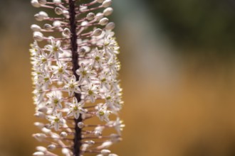 Maritime squill, Drimia maritima, Preveli, Crete, Greece, Europe