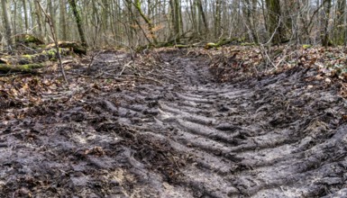 Tyre tracks in the muddy forest floor, Berlin suburbs, Germany, Europe