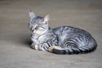 Domestic cat, Vulkaneifel, Rhineland-Palatinate, Germany, Europe