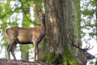 Red deer (Cervus elaphus), Vulkaneifel, Rhineland-Palatinate, Germany, Europe