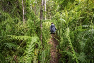 Young woman on a hiking trail in the rainforest, tourist hiking in the tropical rainforest through