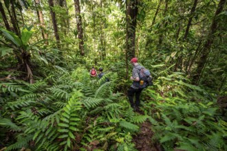 Young man on a hiking trail in the rainforest, tourist hiking in the tropical rainforest through