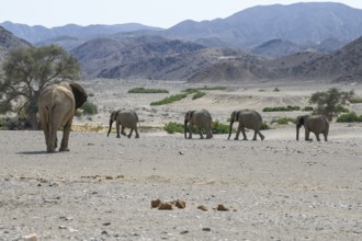 Desert elephants (Loxodonta africana) in the Hoanib dry river, Kaokoveld, Kunene region, Namibia,