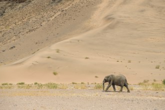 Desert elephant (Loxodonta africana) in front of a dune in the Huab dry river, Damaraland, Kunene