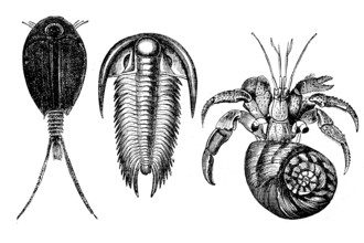 Crustaceans, finfoot, Apus, trilobite, paradoxides and hermit crab, Cenobita, Illustration from