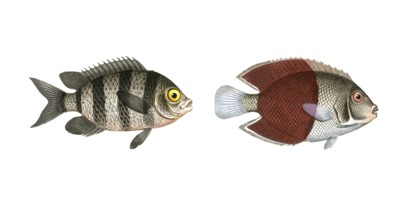 Fish, fish, left: Genus butterflyfish, butterflyfish, Chaetodon saxatilis, the forktail, right: