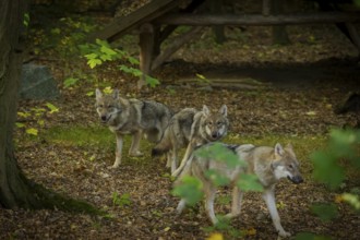 Moritzburg Game Reserve, Moritzburg, Saxony, Germany, Europe