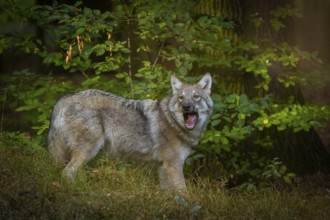 Moritzburg Game Reserve, Moritzburg, Saxony, Germany, Europe