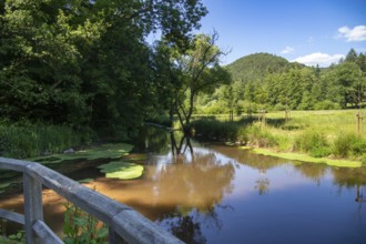 The Wieslauter (Palatinate) in spring. A few kilometres further on, the small river is only called