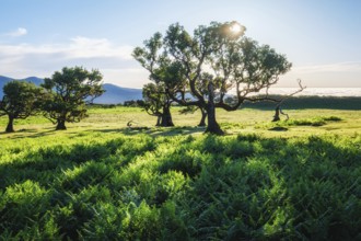 Centuries-old til trees in fantastic magical idyllic Fanal Laurisilva forest on sunset. Madeira