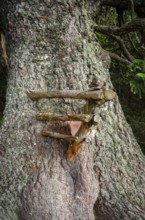 Old spruce with a lickstone, Gloggnitzerhütte on the Rax, Schwarzau im Gebirge, Lower Austria,