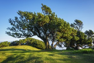 Centuries-old til trees in fantastic magical idyllic Fanal Laurisilva forest on sunrise. Madeira