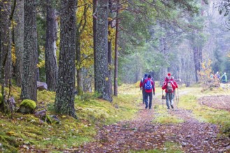 Active people walking on a forest path on a foggy autumn day