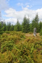 Vegetation with Norway spruce (Picea abies), colored European blueberry (Vaccinium myrtillus) and