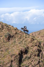 Traditional Kyrgyz eagle hunter with eagle in the mountains, hunting on horseback in front of dry