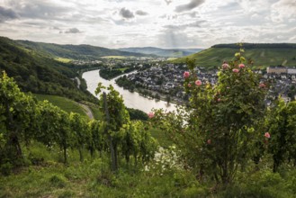 Vineyard with roses, sunset, Moselsteig Trail, Bernkastel-Kues, Moselle, Rhineland-Palatinate,