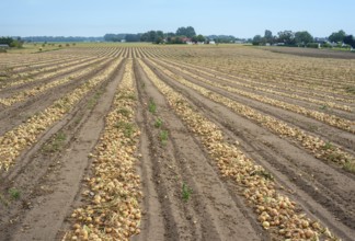 Harvested yellow onions in rows for drying in the field on Ingelstorp, Ystad Municipality, Skåne