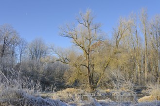 River landscape in winter, vegetation covered with hoarfrost, blue sky, North Rhine-Westphalia,